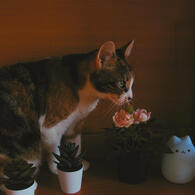 THE SUN HAS RISEN ⋆ the sun has risen / you are awake / this symmetry is not without meaning